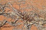 Jatropha pelargonifolia Marsabit 28km SZ GPS178 v 2012 Kenya 2014_1373.jpg